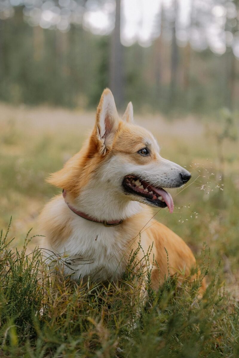 Schud strss van je af zoals een hond dat doet